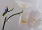 Preview: Orchideenstab, Blatt mit Schnecke -blau- (normale Ausführung)