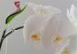 Preview: höhenverstellbarer Orchideenstab, Blatt mit Raupe -rosa-