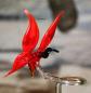 Preview: Orchideenstab - Schmetterling (normale Ausf./rot)