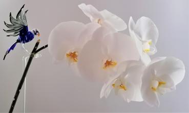 höhenverstellbarer Orchideenstab, Wellensittich -dunkelblau-grau-