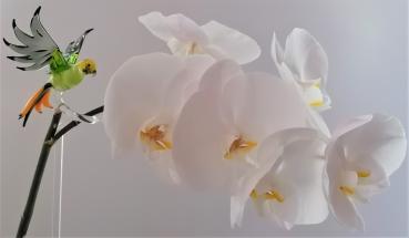 höhenverstellbarer Orchideenstab, Wellensittich -grün/gelb/grau-
