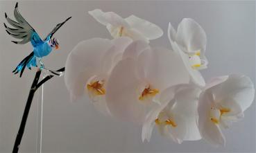 höhenverstellbarer Orchideenstab, Wellensittich -hellblau-grau-