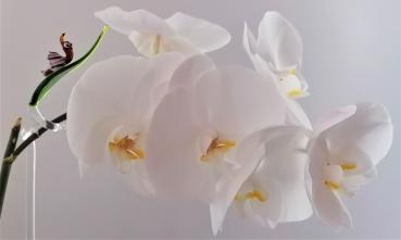 Orchideenstab, Blatt mit Schnecke -rosa- (normale Ausf.)