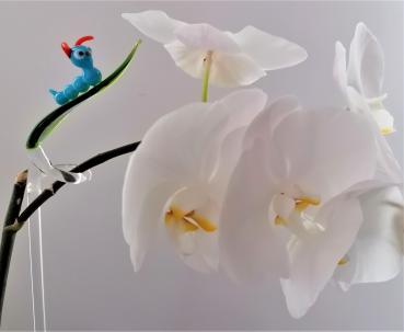 Orchideenstab, Blatt mit Raupe -blau-