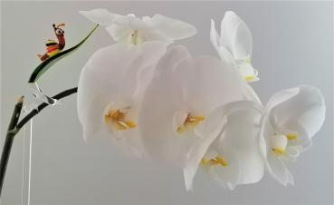 höhenverstellbarer Orchideenstab, Blatt mit Schnecke -bunt-