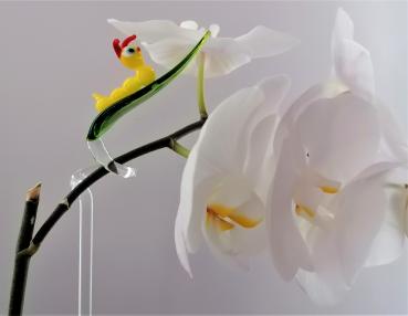 Orchideenstab, Blatt mit Raupe -gelb-